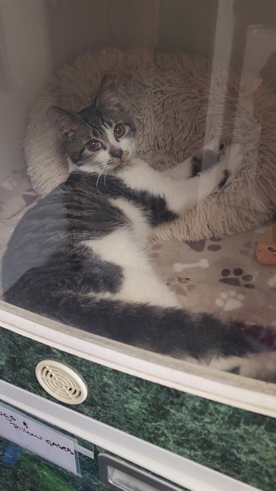 Post 5 by rekuhrescues on TikTok (video)
