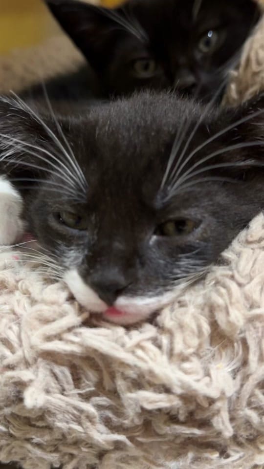 Post 8 by waysidewaifs on TikTok (video)