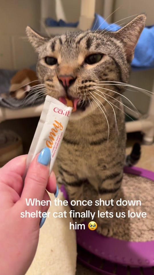 Post 2 by waysidewaifs on TikTok (video)