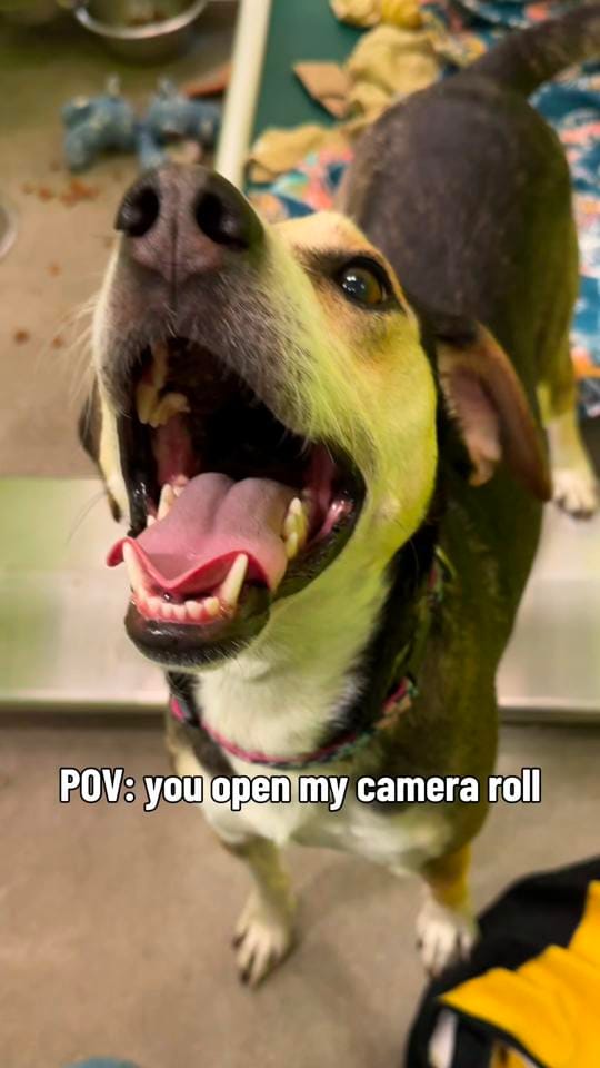 Post 6 by waysidewaifs on TikTok (video)