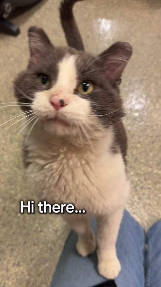 Post 7 by waysidewaifs on TikTok (video)