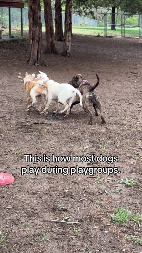 Post 4 by waysidewaifs on TikTok (video)