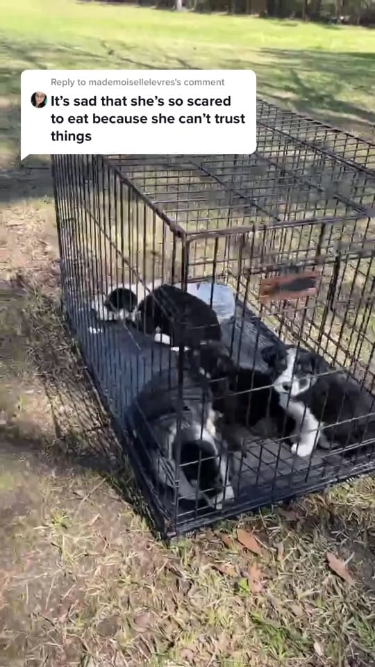 Post 10 by Greg King on TikTok (video)