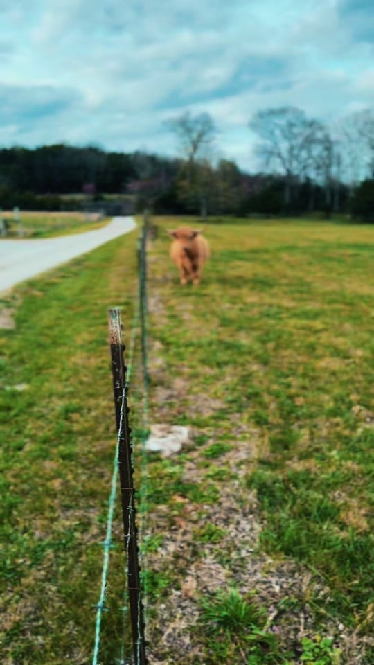 Post 8 by CountryDreamFarms on TikTok (video)