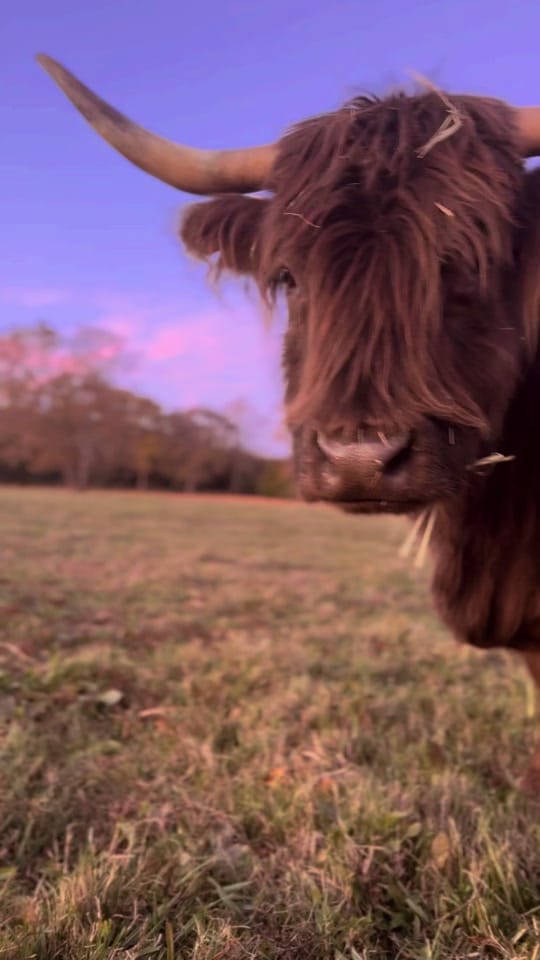 Post 3 by CountryDreamFarms on TikTok (video)