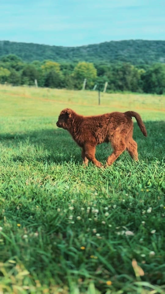Post 4 by CountryDreamFarms on TikTok (video)