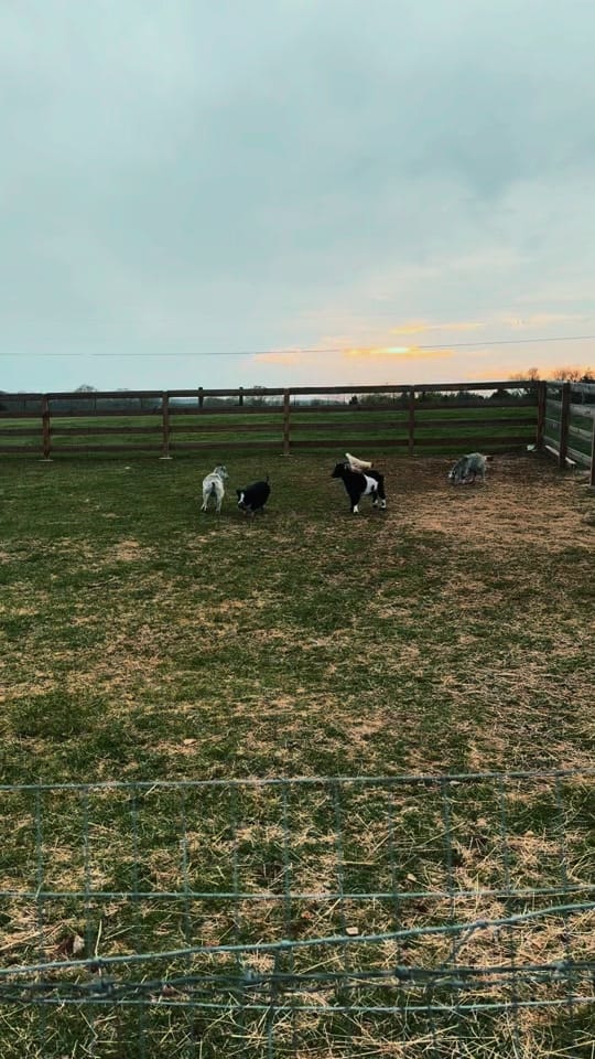 Post 7 by CountryDreamFarms on TikTok (video)