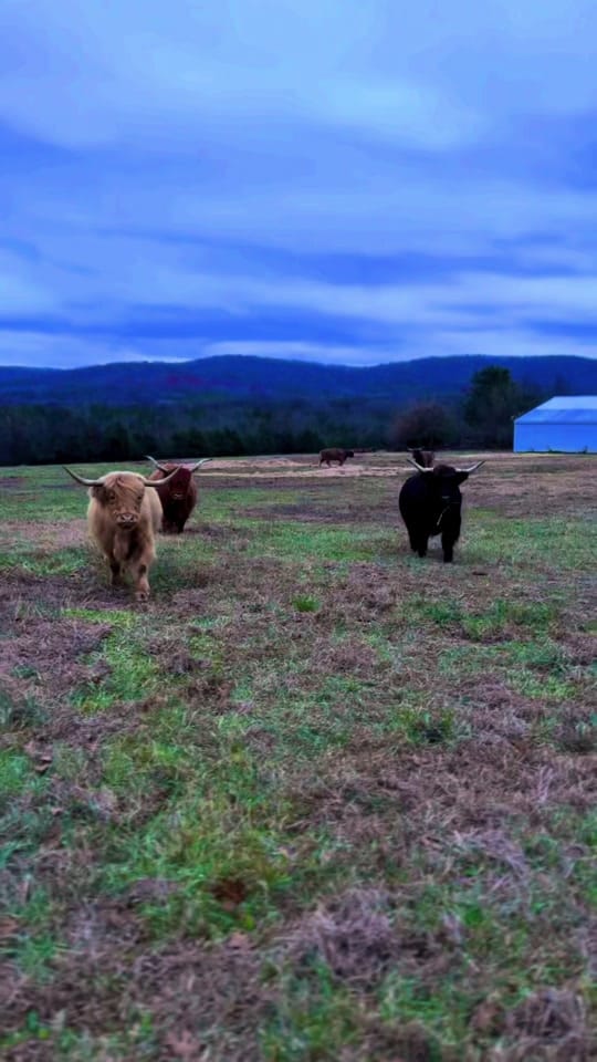Post 1 by CountryDreamFarms on TikTok (video)
