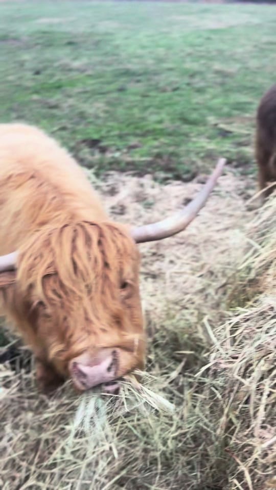 Post 2 by CountryDreamFarms on TikTok (video)