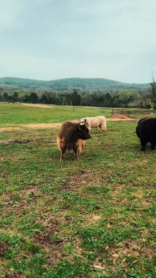 Post 6 by CountryDreamFarms on TikTok (video)