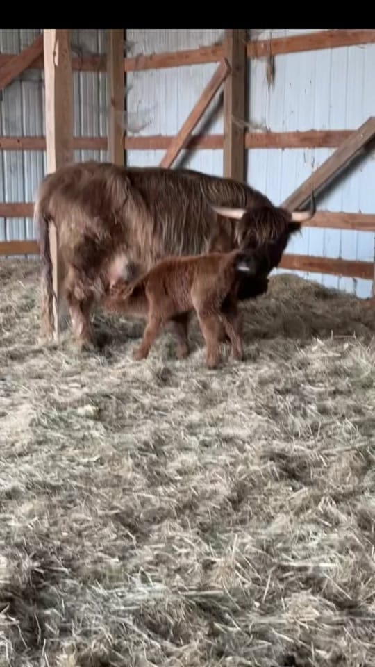 Post 10 by CountryDreamFarms on TikTok (video)