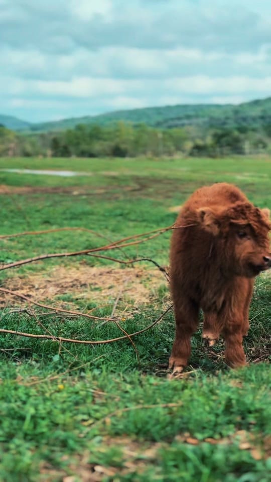 Post 5 by CountryDreamFarms on TikTok (video)