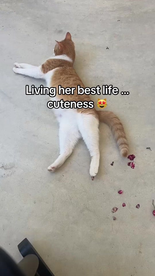 Post 1 by amanda.brave❌ on TikTok (video)