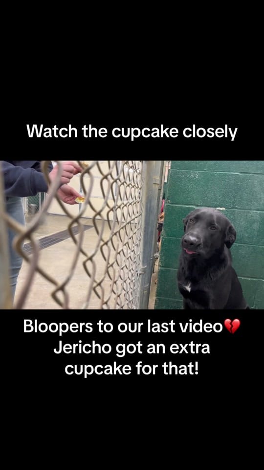 Post 6 by The Animals of LAS on TikTok (video)