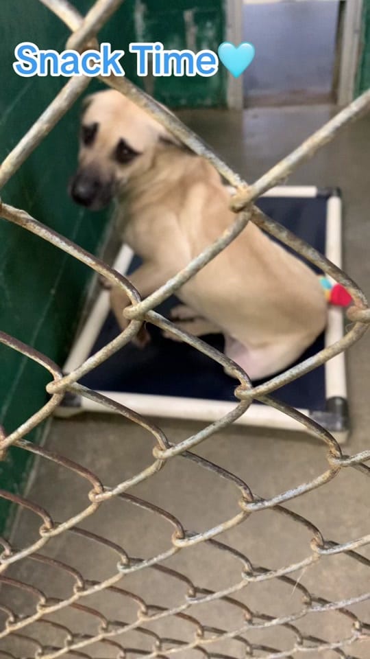 Post 10 by The Animals of LAS on TikTok (video)