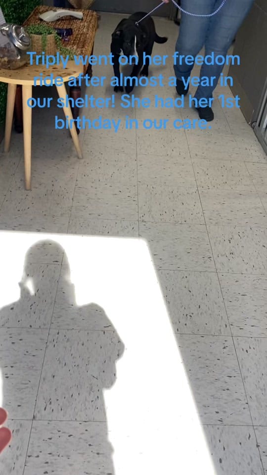 Post 9 by The Animals of LAS on TikTok (video)