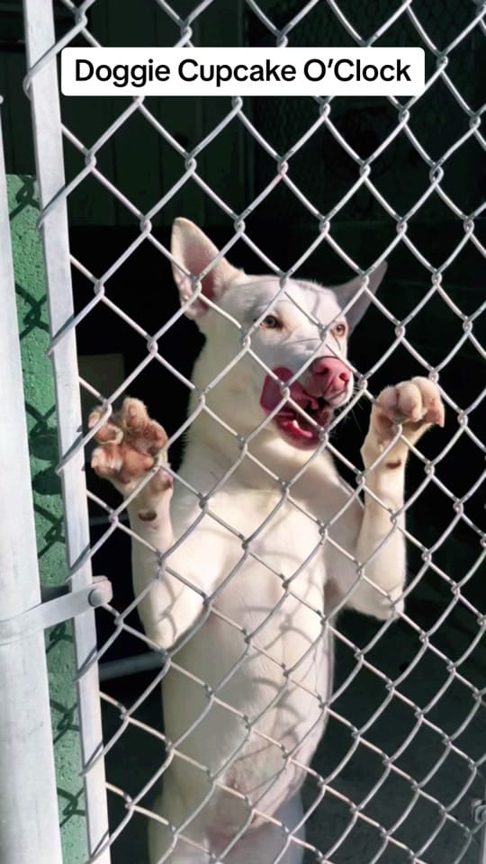Post 7 by The Animals of LAS on TikTok (video)