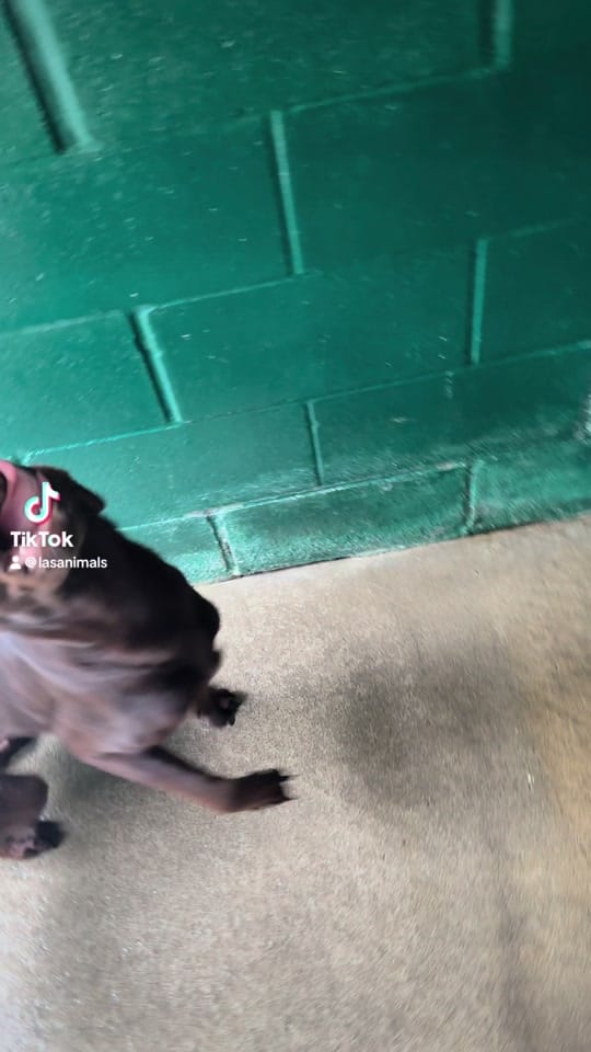 Post 1 by The Animals of LAS on TikTok (video)