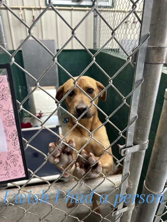 Post 3 by The Animals of LAS on TikTok (video)
