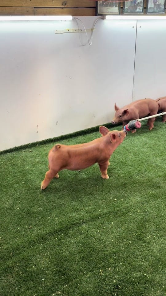 Post 3 by hayleehaylee94 on TikTok (video)