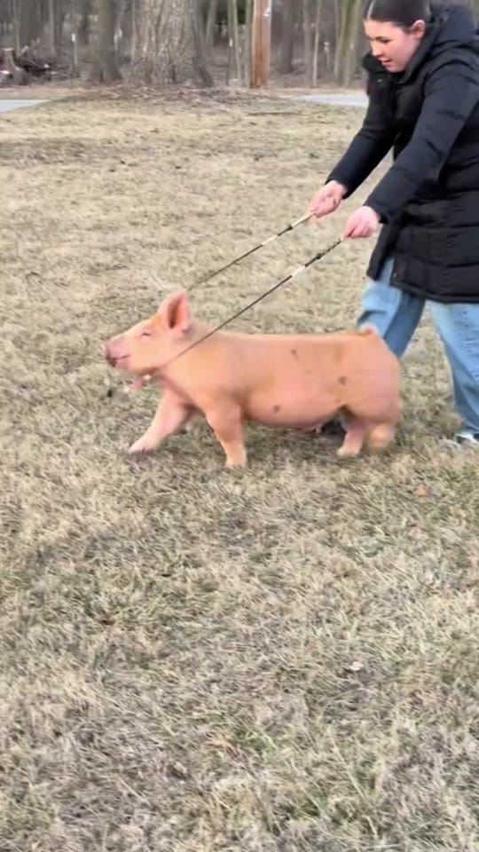 Post 8 by hayleehaylee94 on TikTok (video)