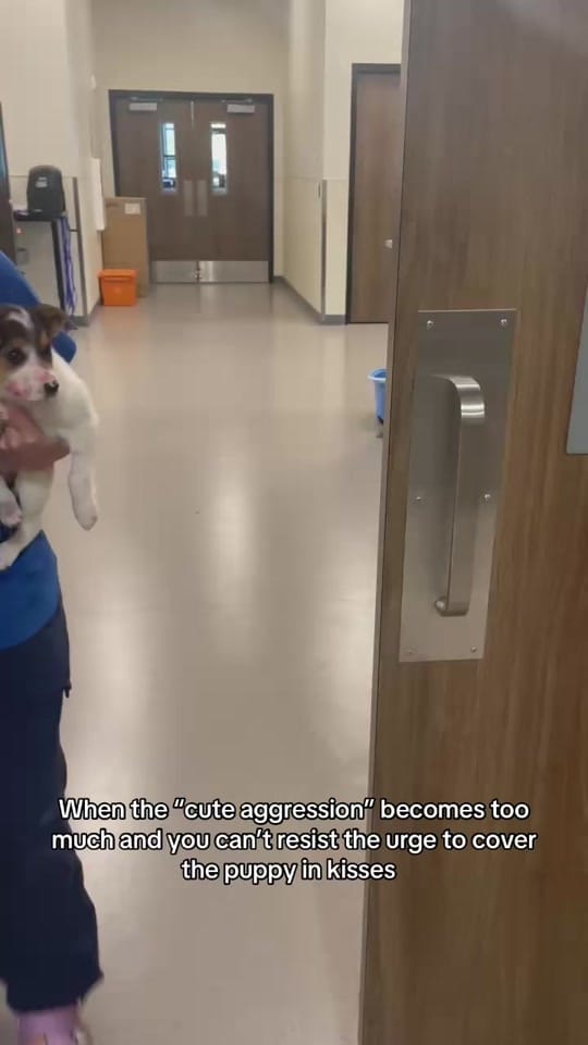 Post 8 by Idaho Humane Society on TikTok (video)