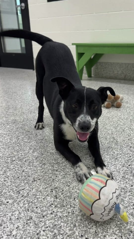 Post 1 by Idaho Humane Society on TikTok (video)