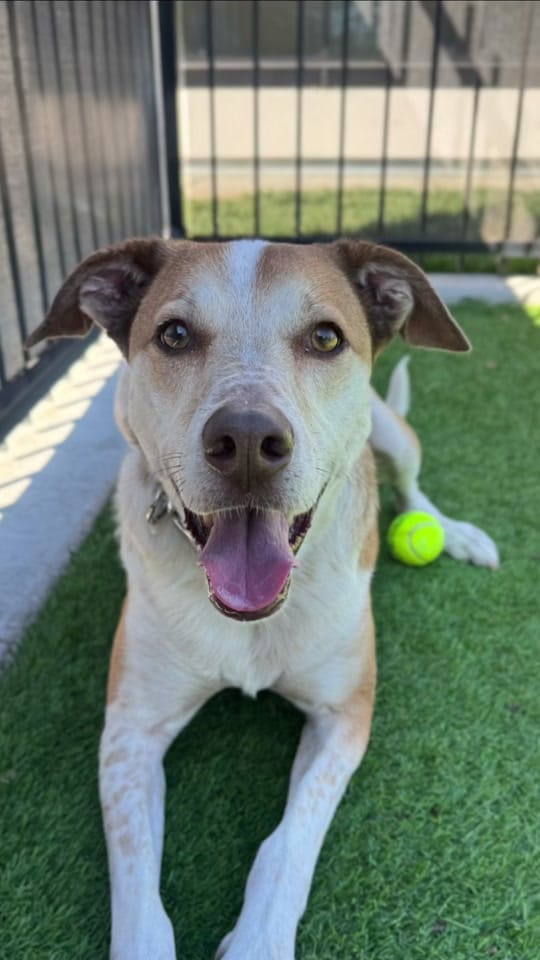 Post 6 by Idaho Humane Society on TikTok (video)