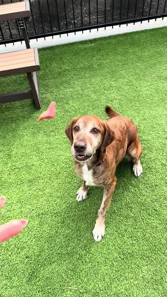 Post 7 by Idaho Humane Society on TikTok (video)