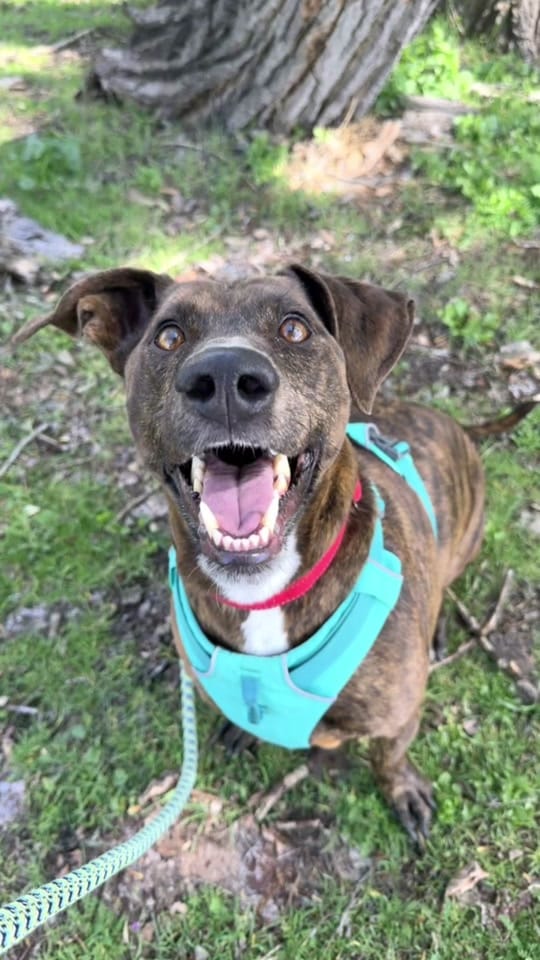 Post 5 by Idaho Humane Society on TikTok (video)