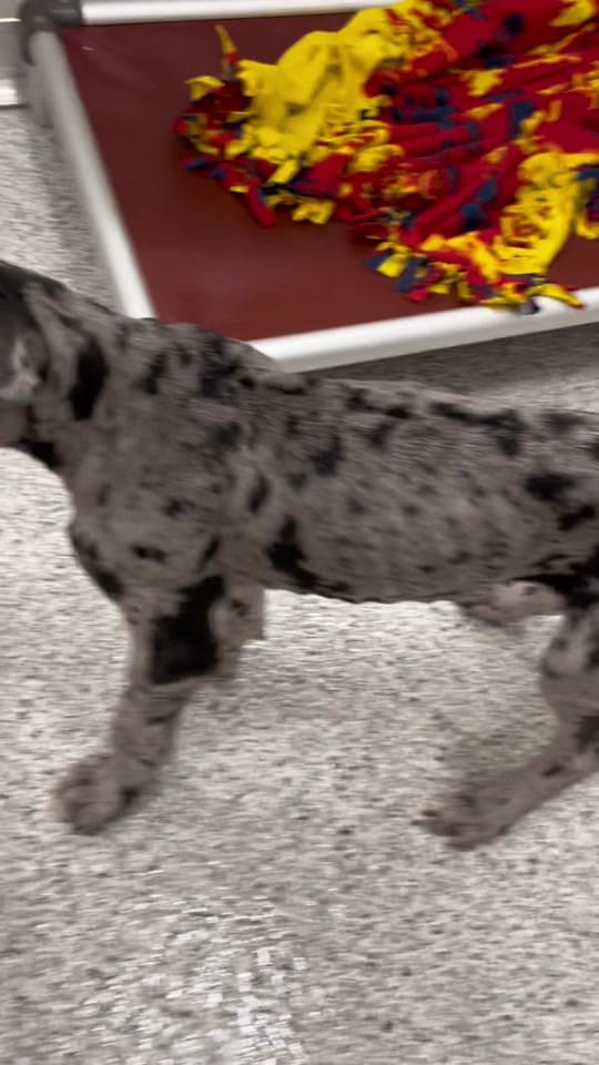 Post 10 by Idaho Humane Society on TikTok (video)