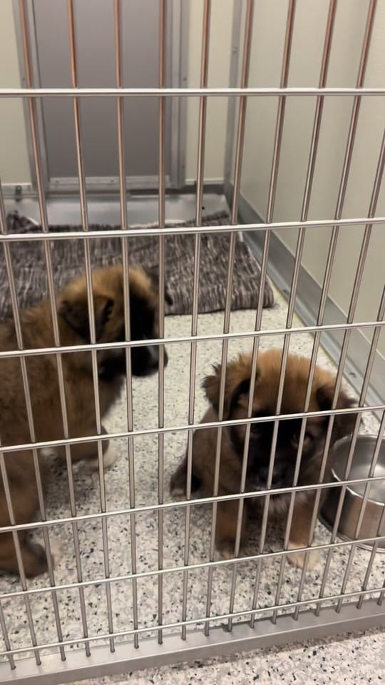 Post 2 by Idaho Humane Society on TikTok (video)