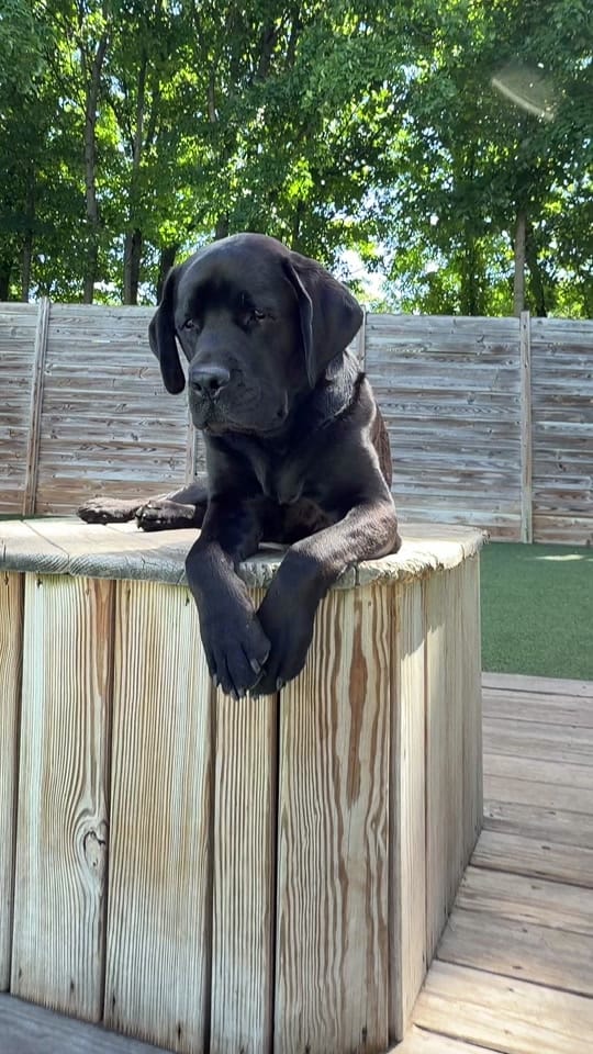 Post 1 by Stay Pet on TikTok (video)