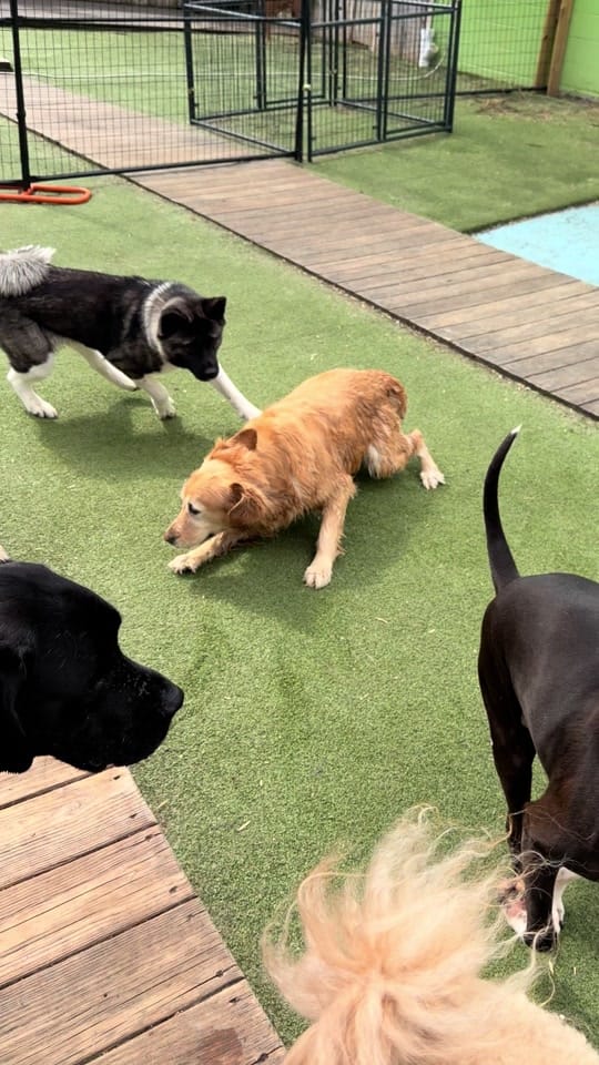 Post 7 by Stay Pet on TikTok (video)