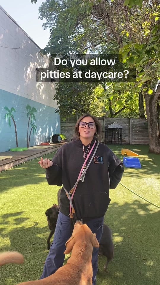 Post 10 by Stay Pet on TikTok (video)