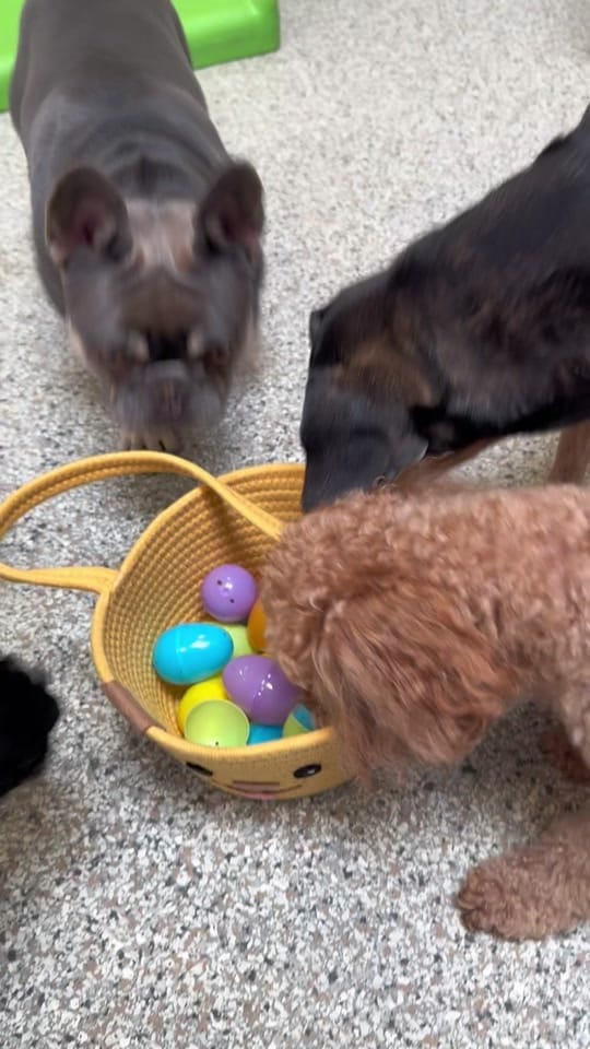 Post 6 by Stay Pet on TikTok (video)