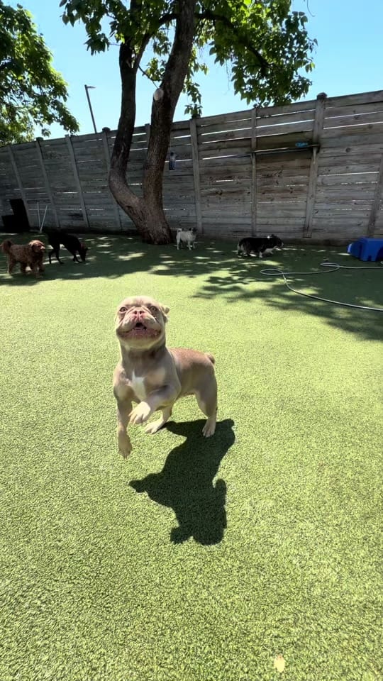 Post 2 by Stay Pet on TikTok (video)