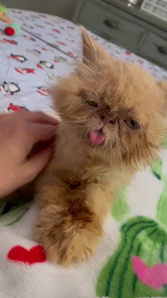 Post 7 by Lil Roar Cat Rescue on TikTok (video)