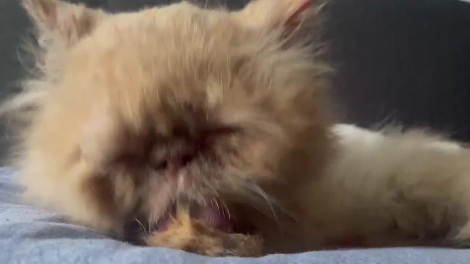 Post 3 by Lil Roar Cat Rescue on TikTok (video)