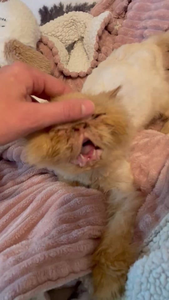 Post 8 by Lil Roar Cat Rescue on TikTok (video)