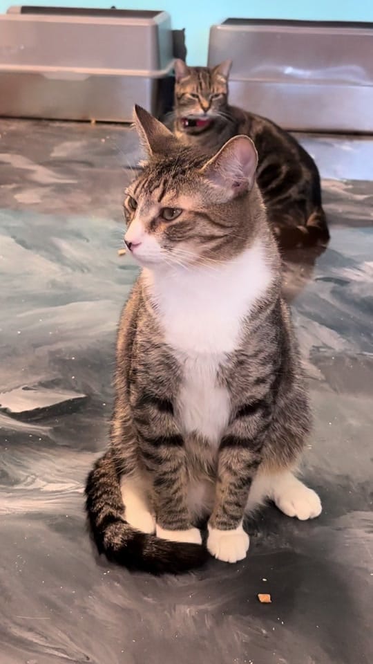 Post 1 by Lil Roar Cat Rescue on TikTok (video)