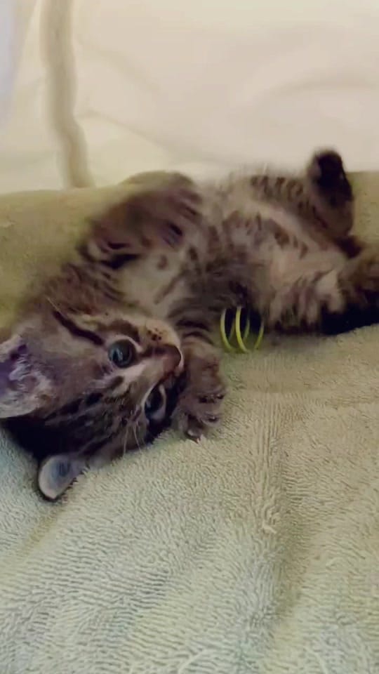 Post 2 by Lil Roar Cat Rescue on TikTok (video)