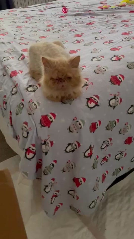 Post 10 by Lil Roar Cat Rescue on TikTok (video)