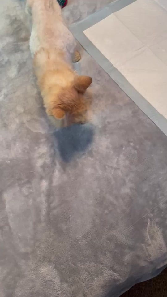 Post 9 by Lil Roar Cat Rescue on TikTok (video)
