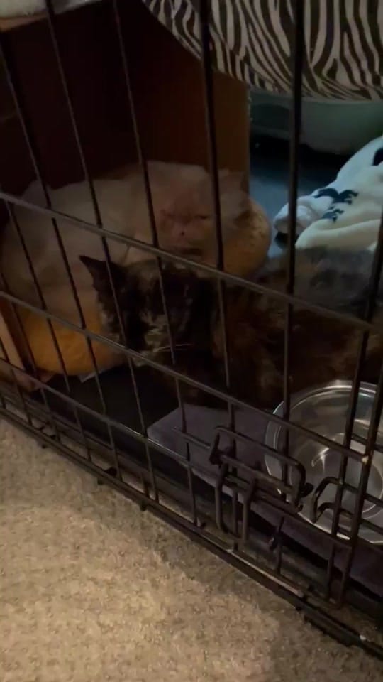 Post 5 by Lil Roar Cat Rescue on TikTok (video)