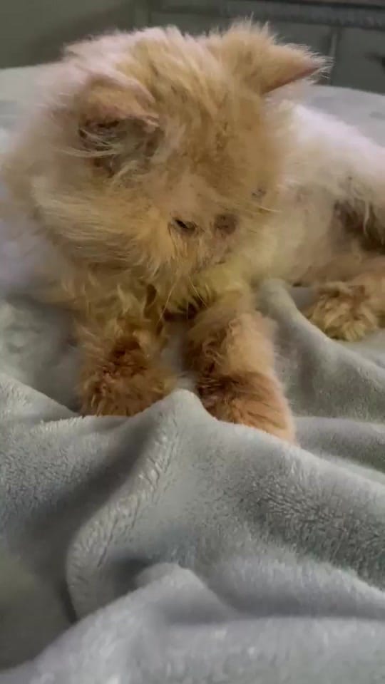 Post 4 by Lil Roar Cat Rescue on TikTok (video)