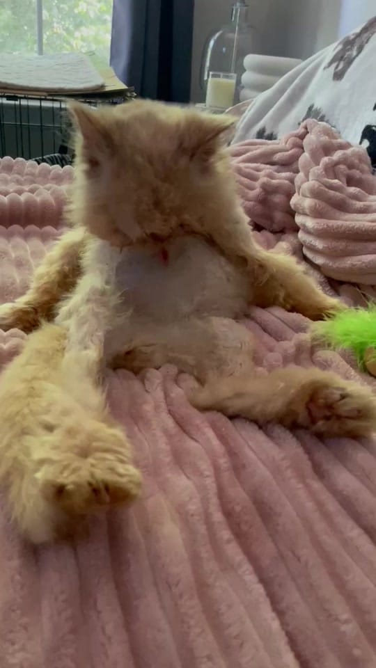 Post 6 by Lil Roar Cat Rescue on TikTok (video)