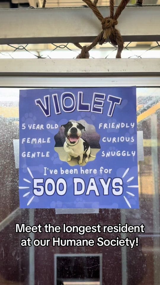 Post 1 by Cedar Bend Humane Society on TikTok (video)