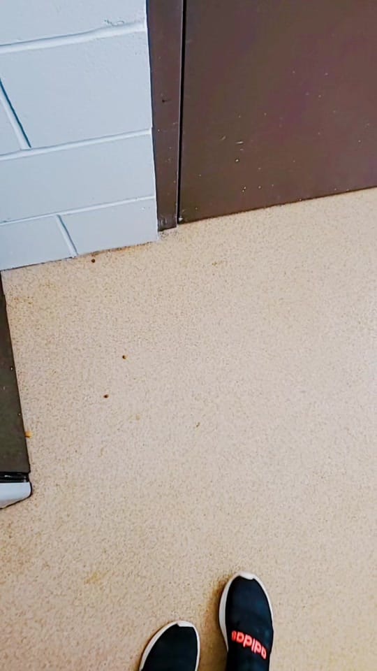 Post 9 by Cedar Bend Humane Society on TikTok (video)