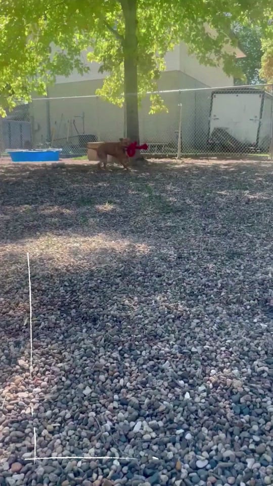 Post 5 by Cedar Bend Humane Society on TikTok (video)